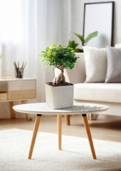 Фикус Микрокарпа бонсай в CUBE COLOR 14