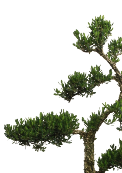 Бонсай Самшит 22/50 см