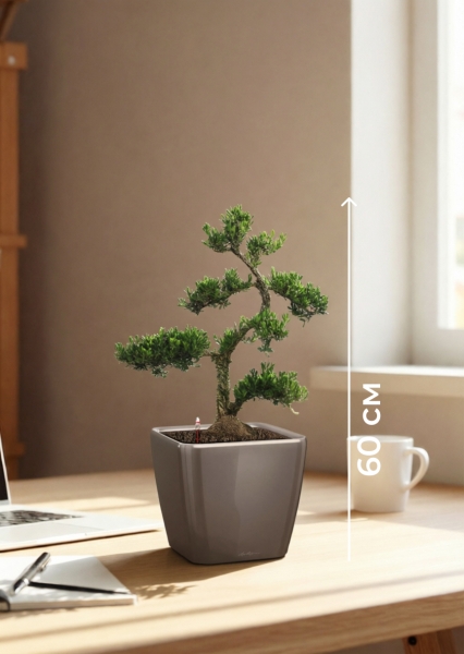 Бонсай Самшит 22/50 см в QUADRO LS 28 Бонсай Самшит 22/50 см в QUADRO LS 28