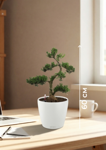 Бонсай Самшит 22/50 см в CLASSICO Color 28