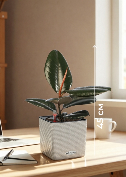 Фикус Эластика в CUBE COLOR 14