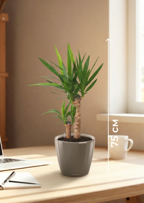 Юкка в CLASSICO LS 21