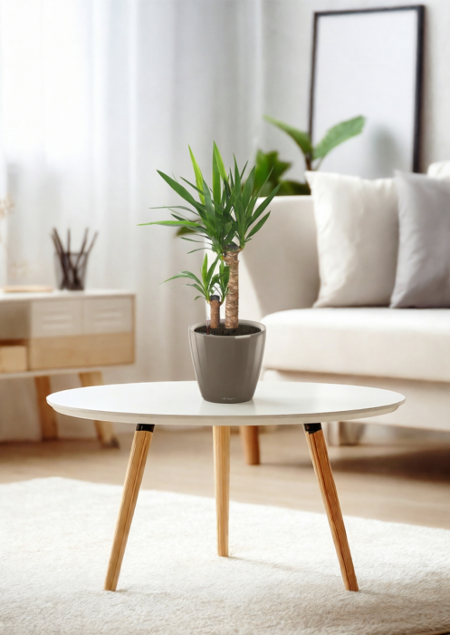 Юкка в CLASSICO LS 21