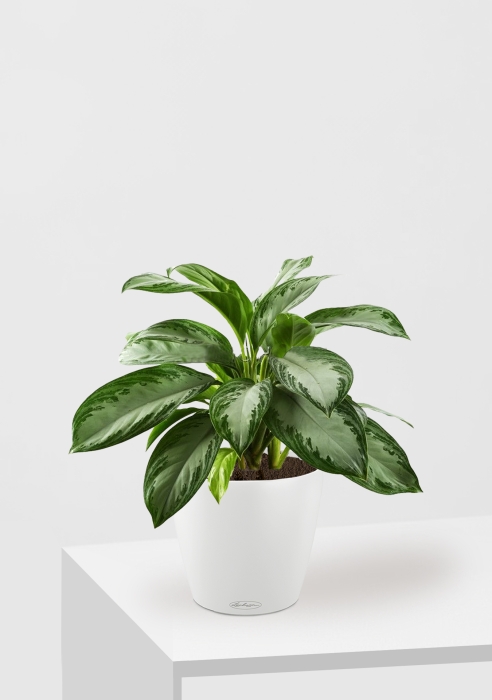 Аглаонема Сильвер Бей в CLASSICO 21, белый