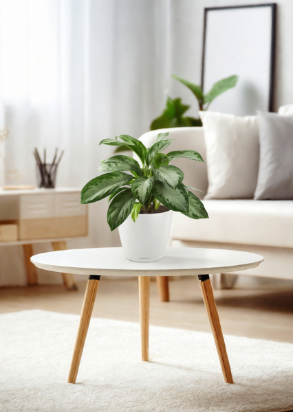 Аглаонема Сильвер Бей в CLASSICO 21