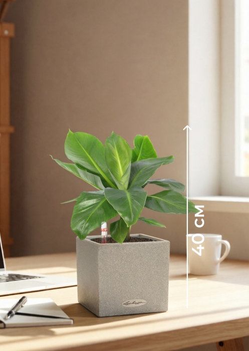 Банан в CANTO STONE 14