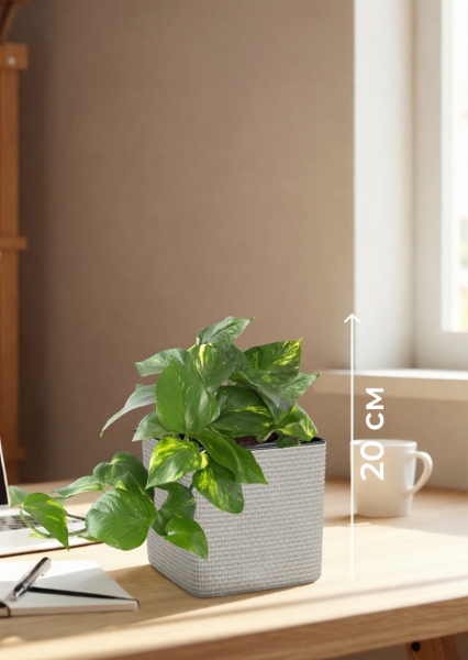 Сциндапсус Ауреум в CUBE COLOR 14 Сциндапсус Ауреум в CUBE COLOR 14