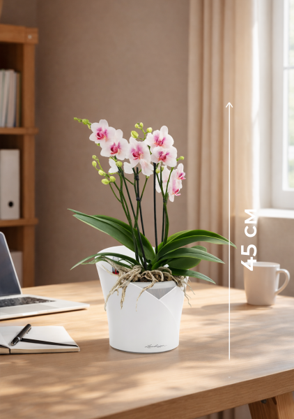 Фаленопсис Монро в ORCHIDEA 18