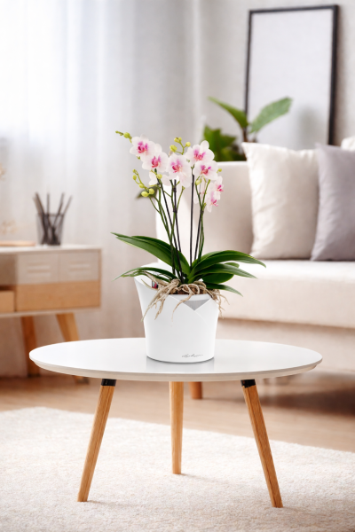 Орхидея Фаленопсис в DELTINI 14