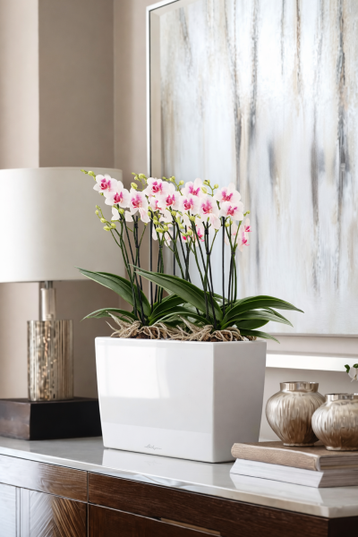 Орхидея Фаленопсис в DELTINI 14