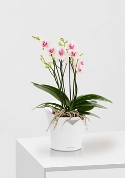 Фаленопсис Монро в ORCHIDEA 18 Фаленопсис Монро в ORCHIDEA 18