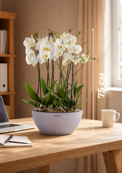 Орхидея Фаленопсис в CUBETO COLOR 30 Орхидея Фаленопсис в CUBETO COLOR 30