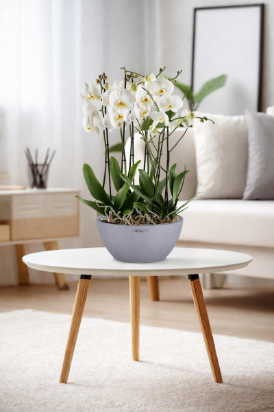 Орхидея Фаленопсис в CUBETO COLOR 30 Орхидея Фаленопсис в CUBETO COLOR 30