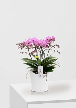 Орхидея Карола в ORCHIDEA 18