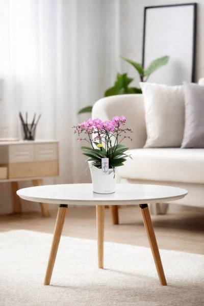 Орхидея Карола в ORCHIDEA 18 Орхидея Карола в ORCHIDEA 18