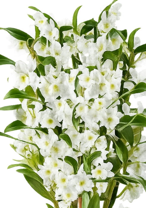 Орхидея Дендробиум в CLASSICO Color 21