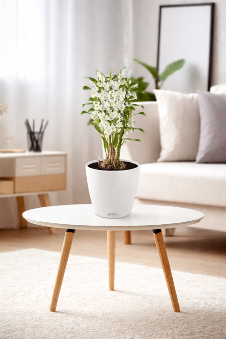 Орхидея Дендробиум в CLASSICO Color 21