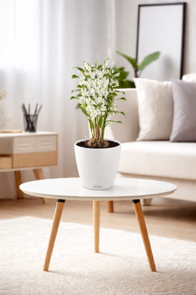 Орхидея Дендробиум в CLASSICO Color 21 Орхидея Дендробиум в CLASSICO Color 21