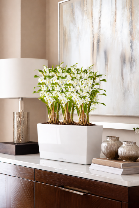 Орхидея Дендробиум в CLASSICO Color 21