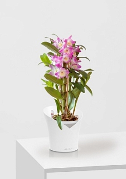 Орхидея Дендробиум розовый в ORCHIDEA 18