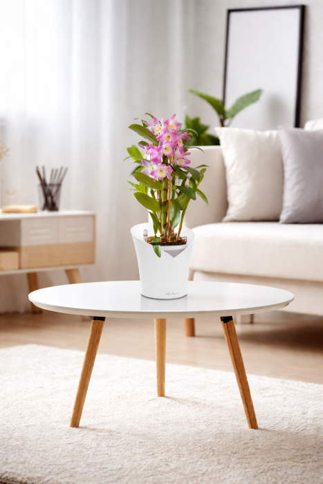 Орхидея Дендробиум розовый в ORCHIDEA 18