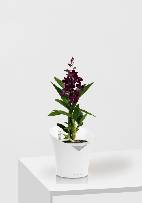Орхидея Дендробиум Санок фуксия ORCHIDEA 18/40, Белый матовый Орхидея Дендробиум Санок фуксия ORCHIDEA 18/40, Белый матовый