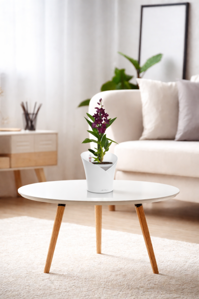 Орхидея Дендробиум Санок фуксия в ORCHIDEA 18 Орхидея Дендробиум Санок фуксия в ORCHIDEA 18