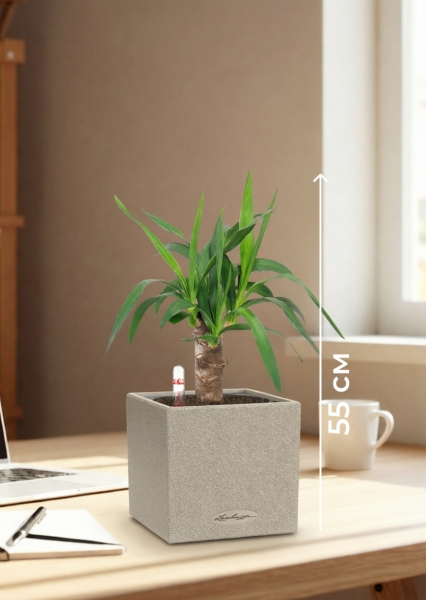 Юкка 1 ствол 12/55 см в CANTO STONE 14 Юкка 1 ствол 12/55 см в CANTO STONE 14