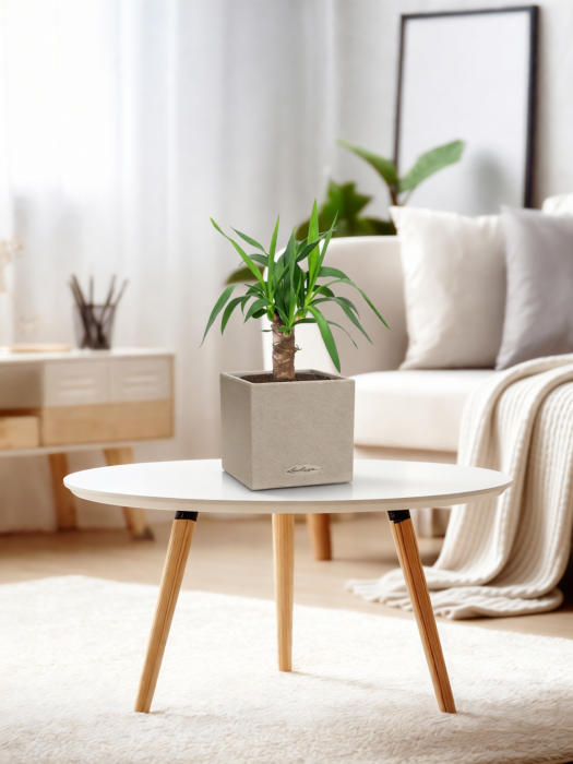 Юкка 1 ствол 12/55 см в CANTO STONE 14