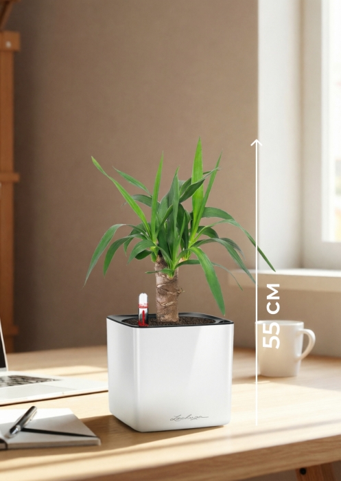 Юкка 1 ствол 12/55 см в CUBE GLOSSY 14