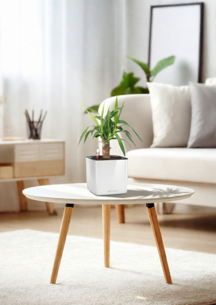 Юкка 1 ствол 12/55 см в CUBE GLOSSY 14