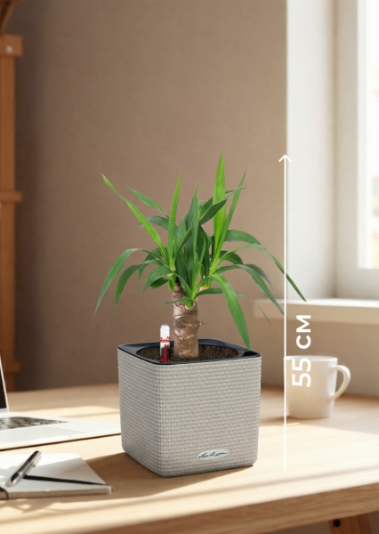 Юкка 1 ствол 12/55 см в CUBE COLOR 14 Юкка 1 ствол 12/55 см в CUBE COLOR 14