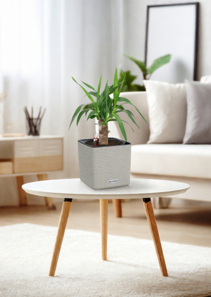 Юкка 1 ствол 12/55 см в CUBE COLOR 14 Юкка 1 ствол 12/55 см в CUBE COLOR 14