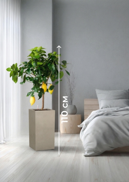 Цитрус Лимон 21/80 см в CANTO STONE HIGH 30 Цитрус Лимон 21/80 см в CANTO STONE HIGH 30