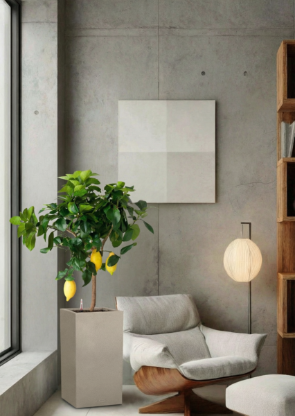 Цитрус Лимон 21/80 см в CANTO STONE HIGH 30 Цитрус Лимон 21/80 см в CANTO STONE HIGH 30