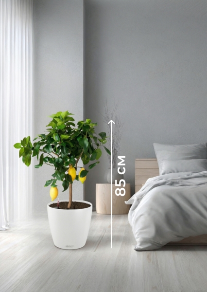 Цитрус Лимон 21/80 см в CLASSICO COLOR 28 Цитрус Лимон 21/80 см в CLASSICO COLOR 28