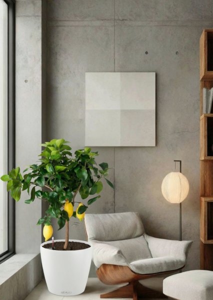 Цитрус Лимон 21/80 см в CLASSICO COLOR 28 Цитрус Лимон 21/80 см в CLASSICO COLOR 28