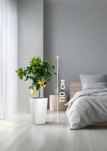 Цитрус Лимон 21/80 см в CUBICO COLOR 30