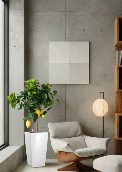 Цитрус Лимон 21/80 см в CUBICO COLOR 30