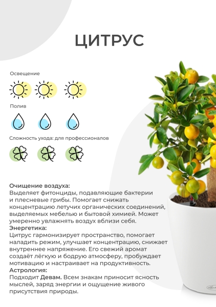 Цитрус Лимон 21/80 см в CUBICO COLOR 30