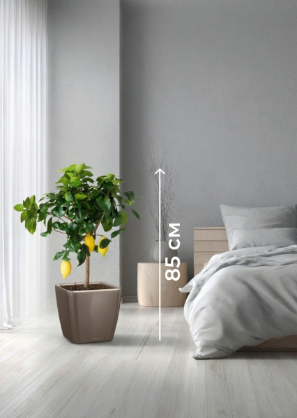 Цитрус Лимон 21/80 см в QUADRO LS 28 Цитрус Лимон 21/80 см в QUADRO LS 28