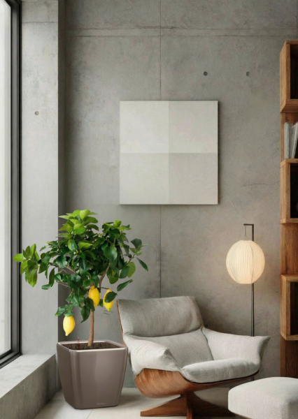 Цитрус Лимон 21/80 см в QUADRO LS 28 Цитрус Лимон 21/80 см в QUADRO LS 28