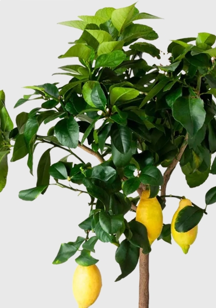 Цитрус Лимон 21/80 см в CUBICO 30