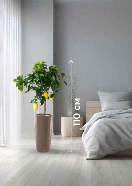 Цитрус Лимон 21/80 см в RONDO 32