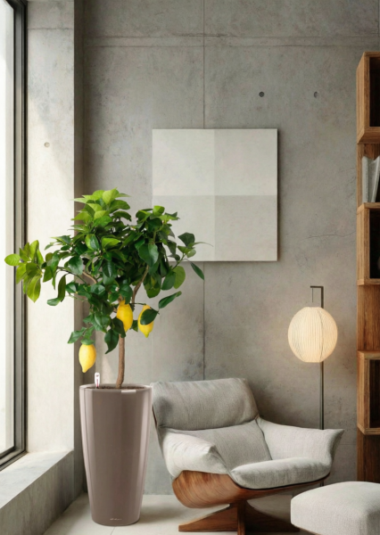 Цитрус Лимон 21/80 см в RONDO 32