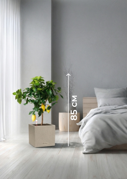 Цитрус Лимон 21/80 см в CANTO STONE LOW 30 Цитрус Лимон 21/80 см в CANTO STONE LOW 30