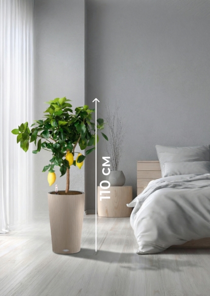 Цитрус Лимон 21/80 см в CILINDRO 32