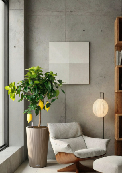 Цитрус Лимон 21/80 см в CILINDRO 32