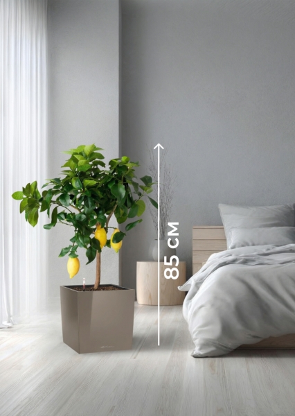 Цитрус Лимон 21/80 см в CUBE 30 Цитрус Лимон 21/80 см в CUBE 30