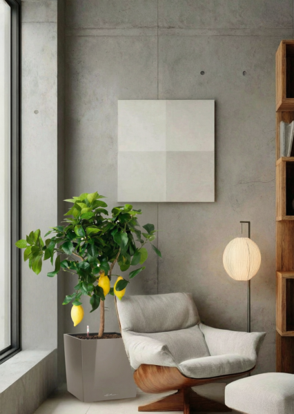 Цитрус Лимон 21/80 см в CUBE 30 Цитрус Лимон 21/80 см в CUBE 30